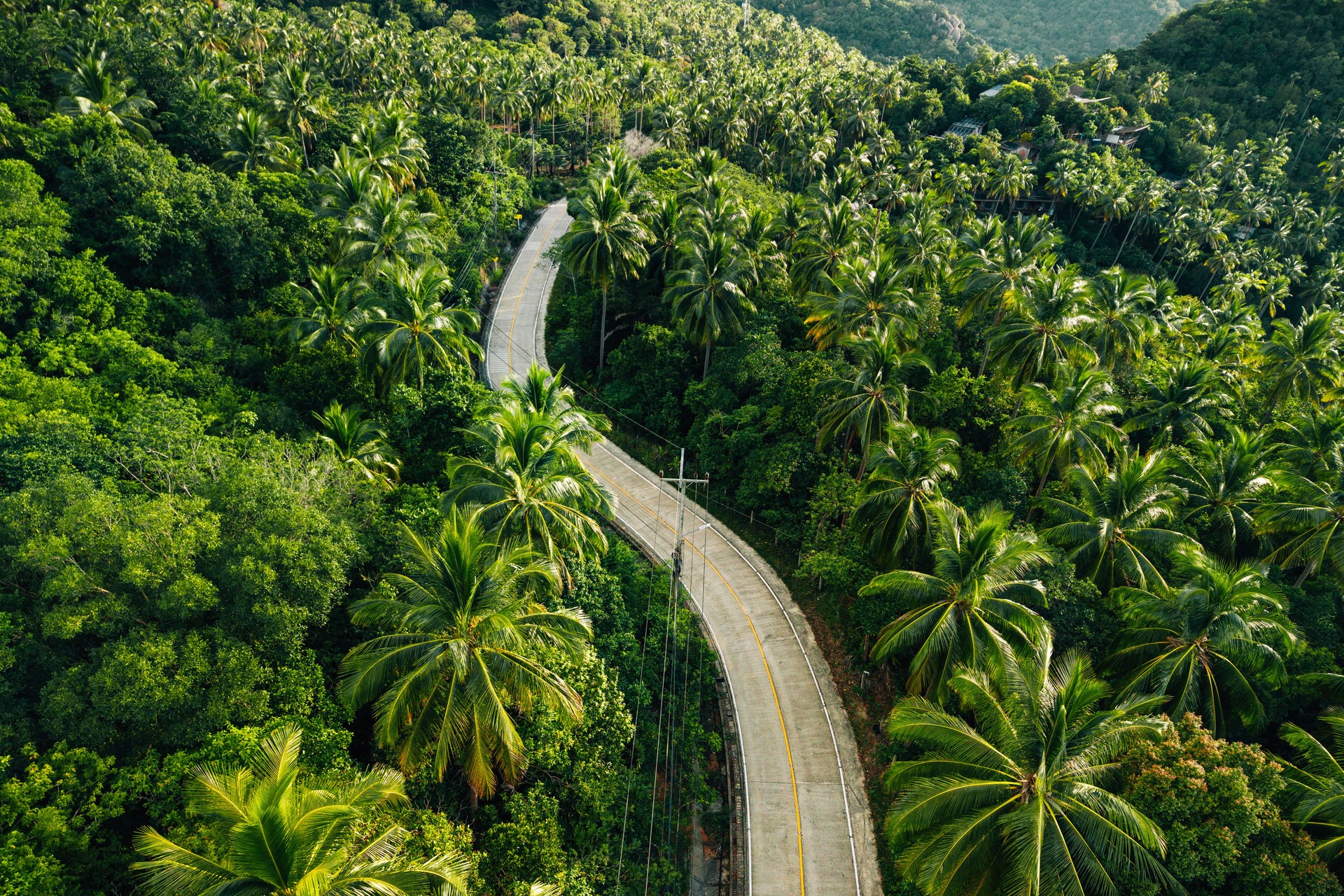 Overhead View of Winding Road Through Dense Tropical Palm Forest